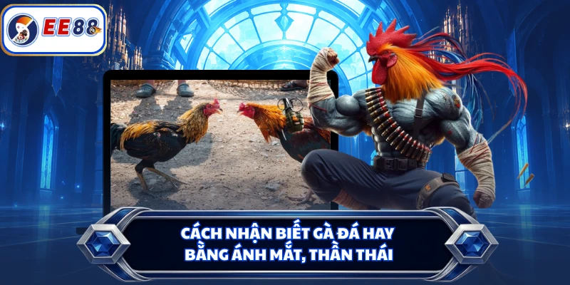 Cách nhận biết gà đá hay bằng ánh mắt, thần thái