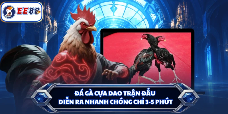 Đá gà cựa dao trận đấu diễn ra nhanh chóng chỉ 3-5 phút