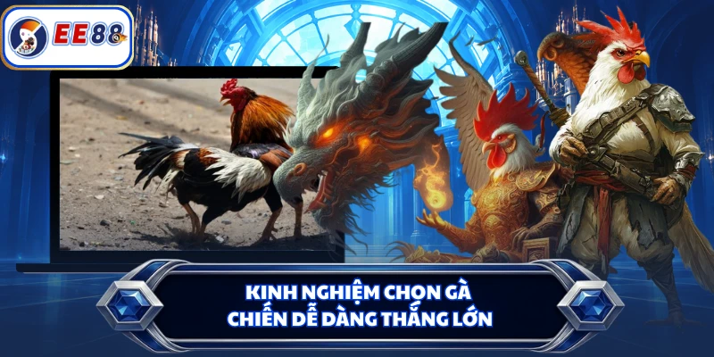 Kinh nghiệm chọn gà chiến dễ dàng thắng lớn
