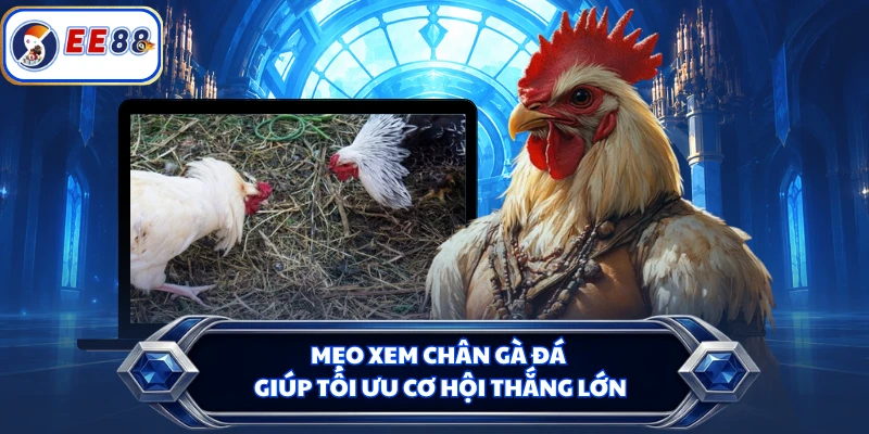 Mẹo xem chân gà đá giúp tối ưu cơ hội thắng lớn