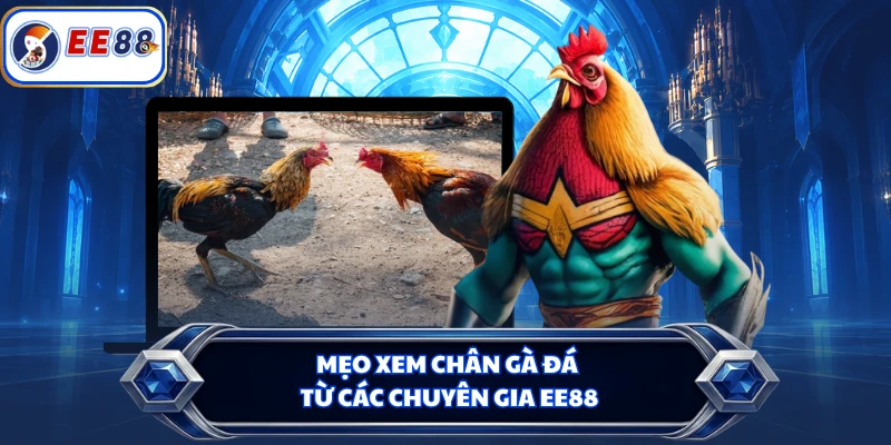 Mẹo xem chân gà đá từ các chuyên gia EE88